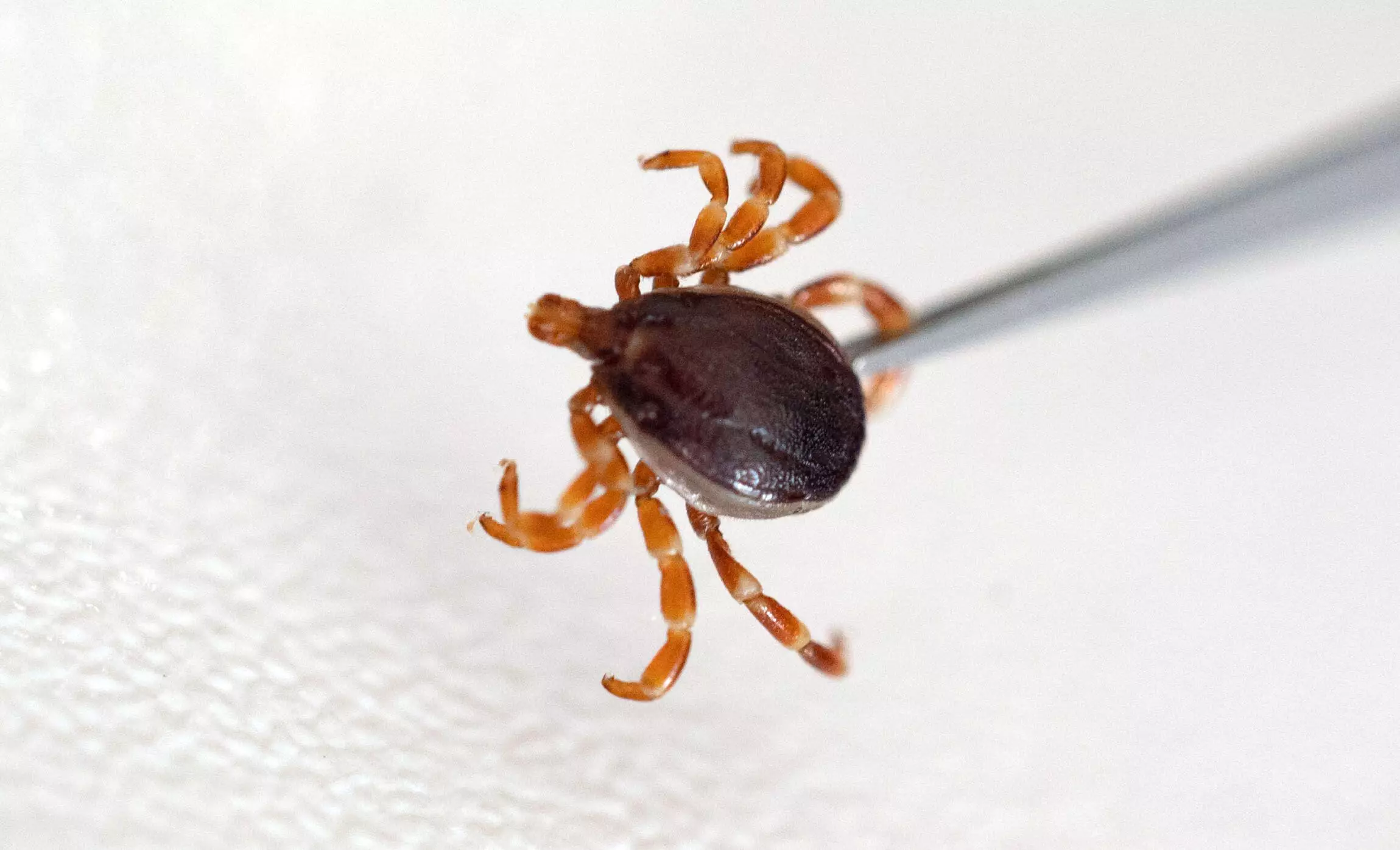 A hyalomma tick, one of the principle carriers of CCHF.