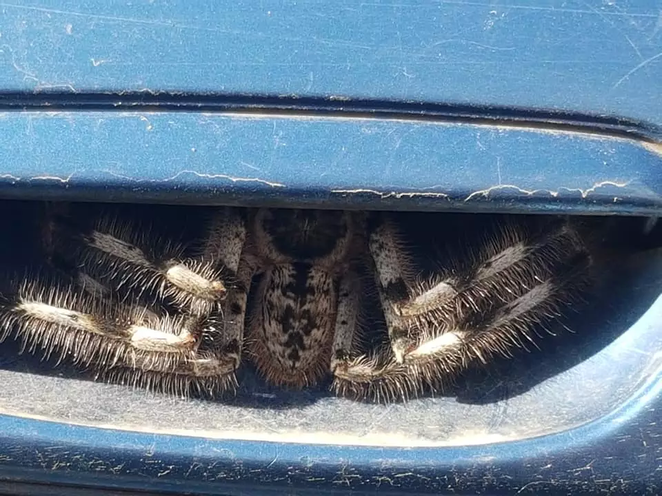 Christine Jones took the pictures after finding a spider in her car's door handle (