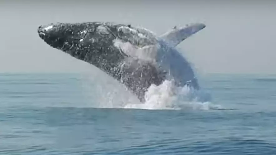 40-Tonne Whale Captured Jumping Out Of The Ocean Like A Dolphin