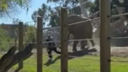 Man Arrested After Carrying Two-Year-Old Daughter Into Elephant Enclosure At Zoo