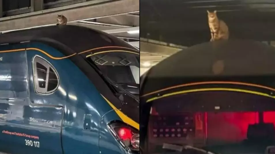 Cat Sat On Train Roof Causes A Near Three Hour Delay 