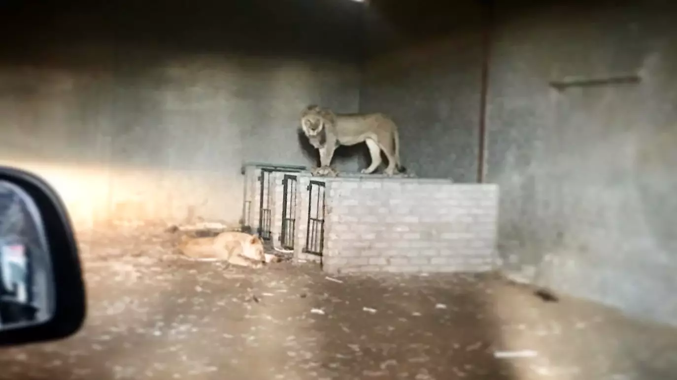 The Moment 10 Lions Are Rescued From Farm In South Africa 