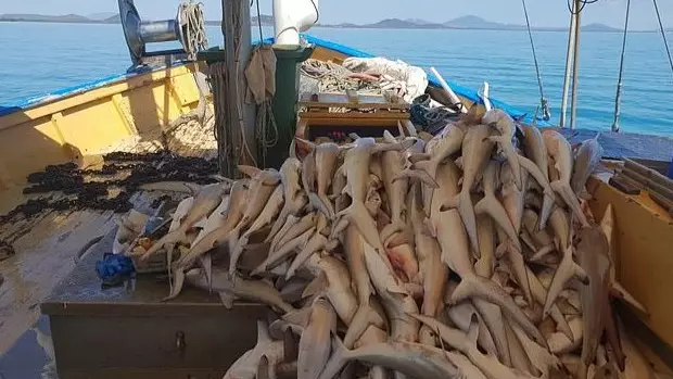 Shocking Photos Show Piles Of Dead Sharks Caught In Fishing Nets On Great Barrier Reef