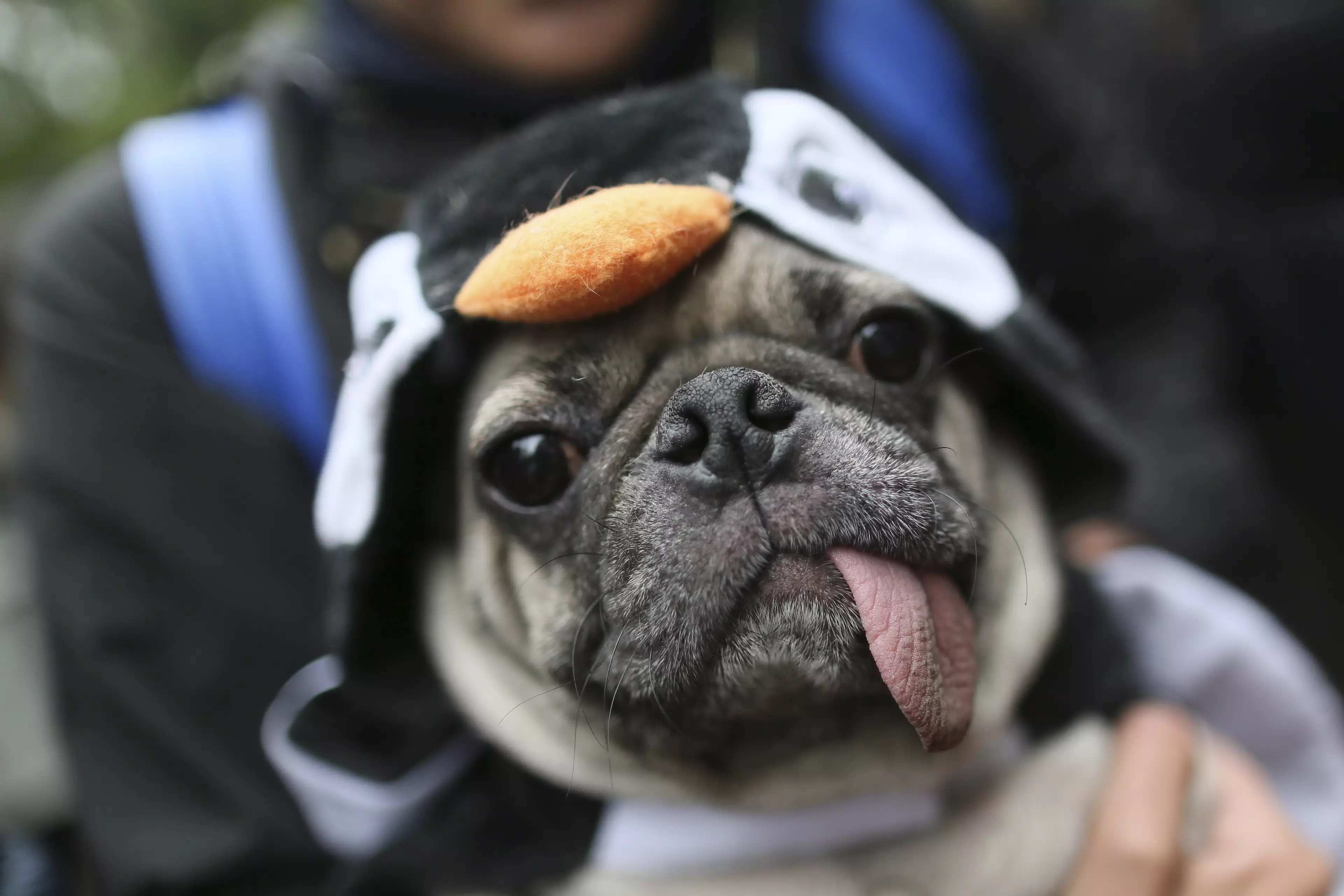 Experts Reveal Why You Should Never Ever Buy A Pug
