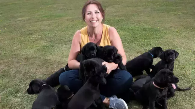Yellow Labrador Gives Birth To 13 Black-Coated Puppies