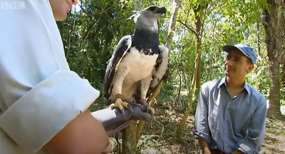 A harpy eagle in Panama, featured on BBC's Ultimate Killers.