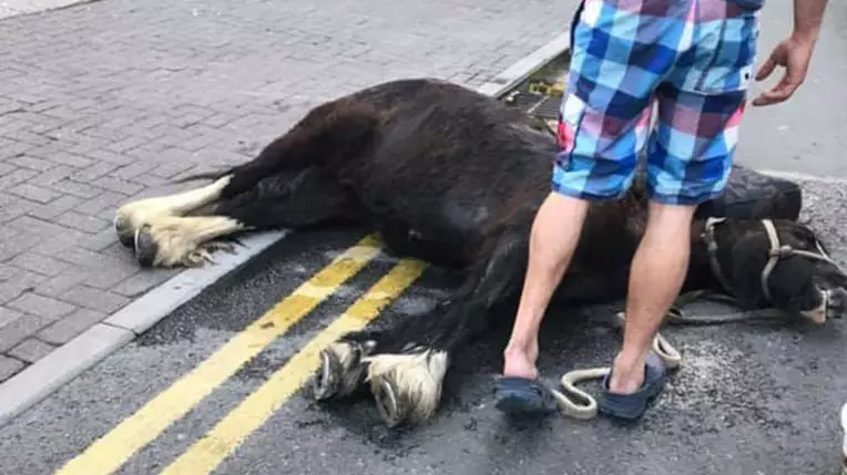Horse Collapsed In Front Of Shocked Crowds After Spending 'Hours' In Heat