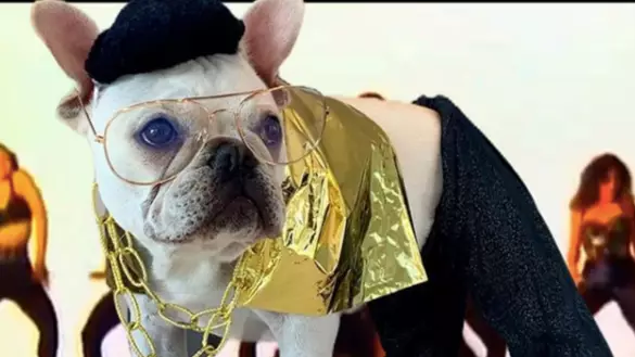 Toad The French Bulldog Dresses Up As Different Character Every Day