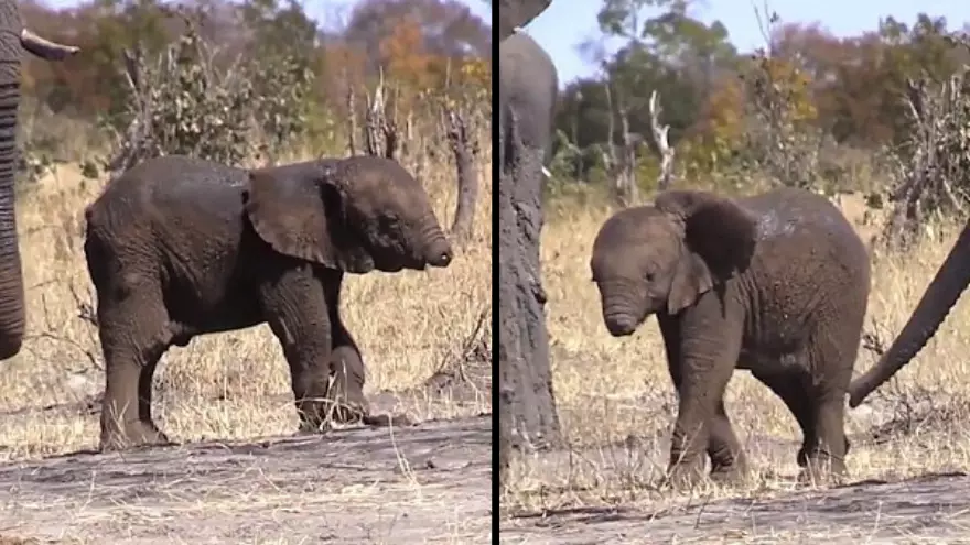 Baby Elephant Spotted In The Wild Without A Trunk