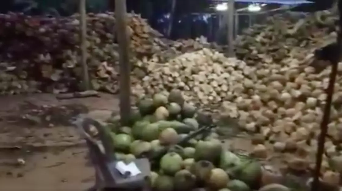 Supermarkets have vowed not to use coconuts sourced from monkey farms (