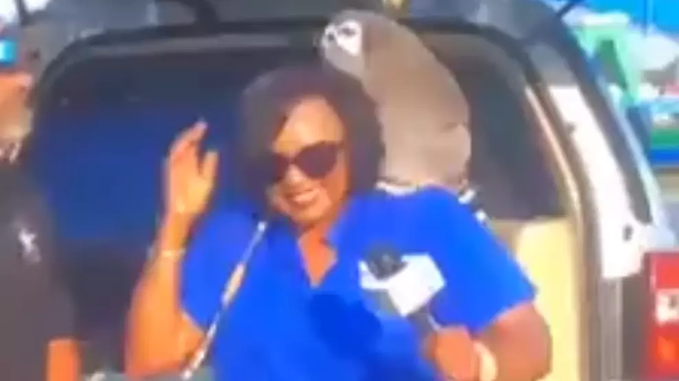Cheeky Lemur Steals Reporter's Wig During Live News Segment