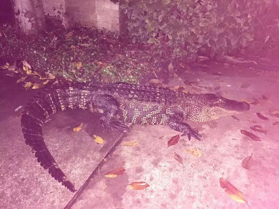 Alligator in Texas