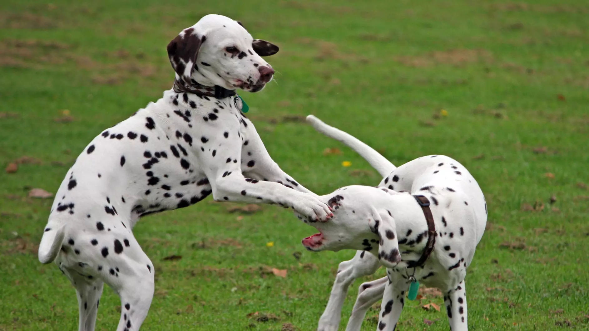 People Are Obsessing Over This Adorable Dalmation With A Heart On His Nose