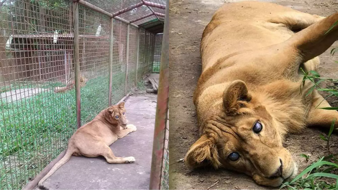 ​Blind Lioness Found 'Clearly Suffering' In Small Cage At Zoo In Philippines