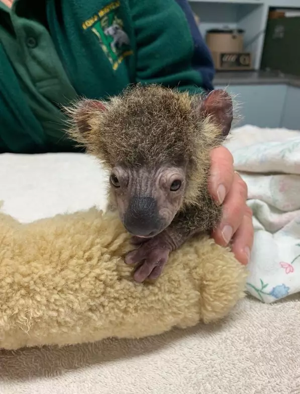 The Port Macquarie Koala Hospital