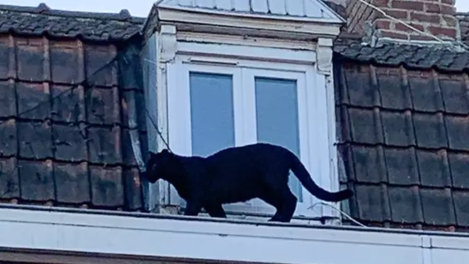 Black Panther Spotted Prowling Around French Town 