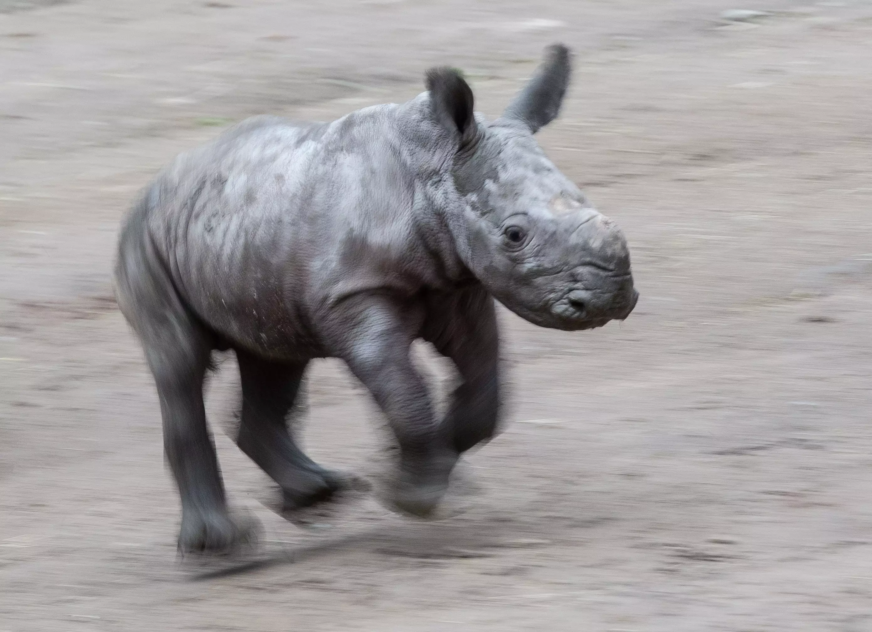 A baby rhino in Dortmund Zoo, Germany.