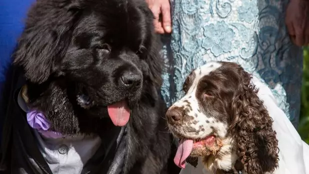 Dogs Named After Harry And Meghan Get Their Own Royal Wedding