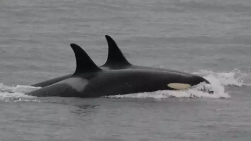 Killer Whale That Carried Around Dead Calf For 17 Days Is Pregnant Again