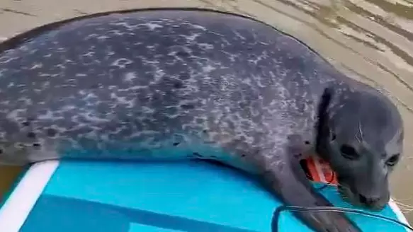 Rare Footage Shows Curious Seal Hitching Ride With Paddle Boarders