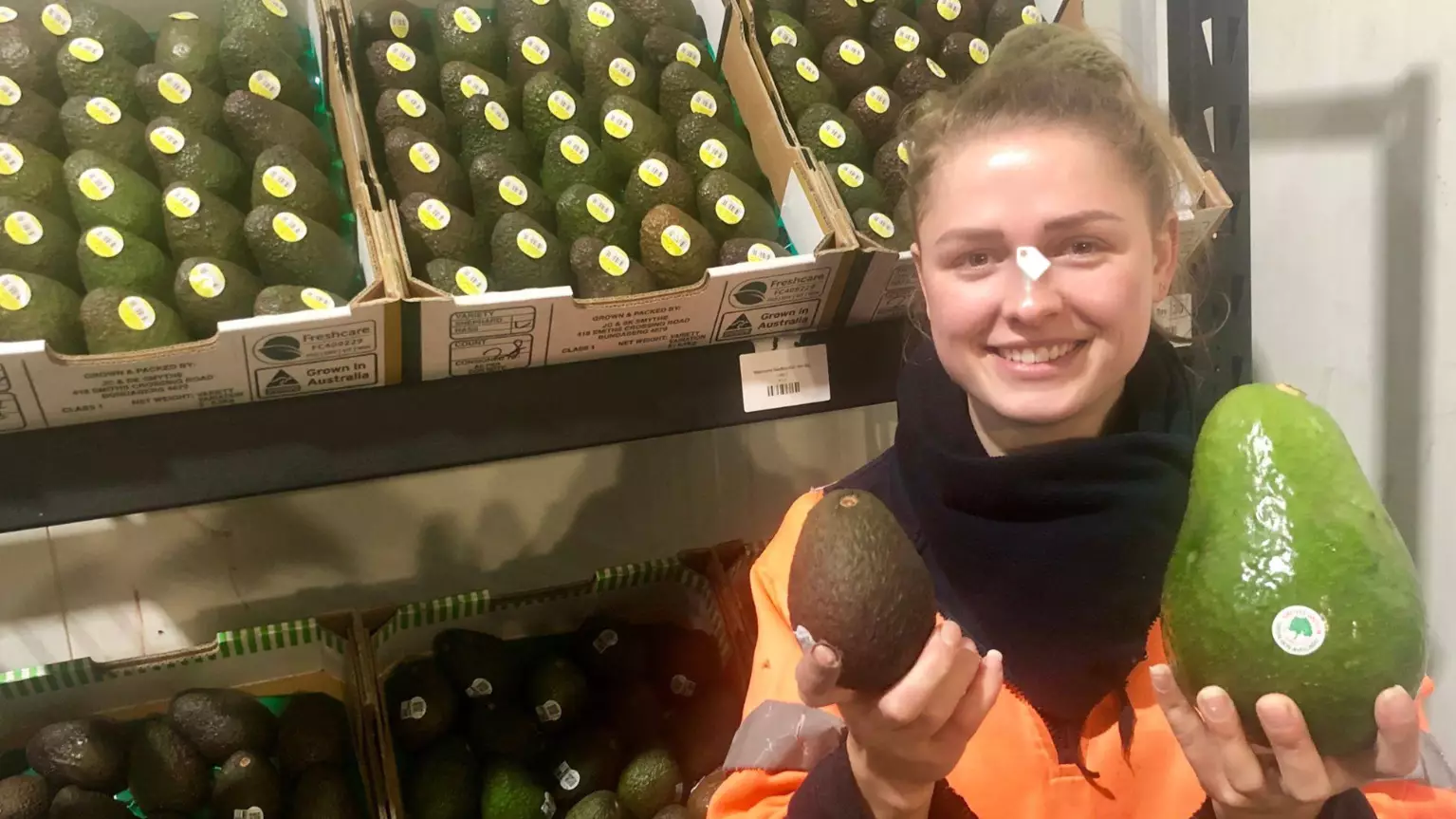 Avocados Three Times The Regular Size Go On Sale In Australia