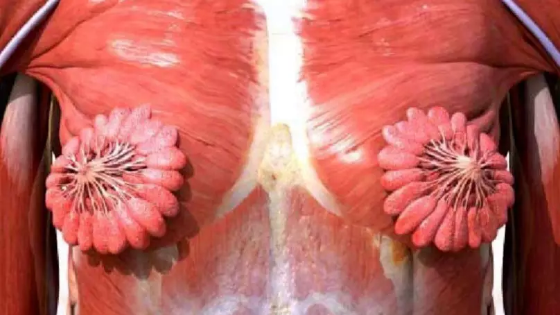 Amazing Picture Of Female Milk Duct Muscle Structure Goes Viral