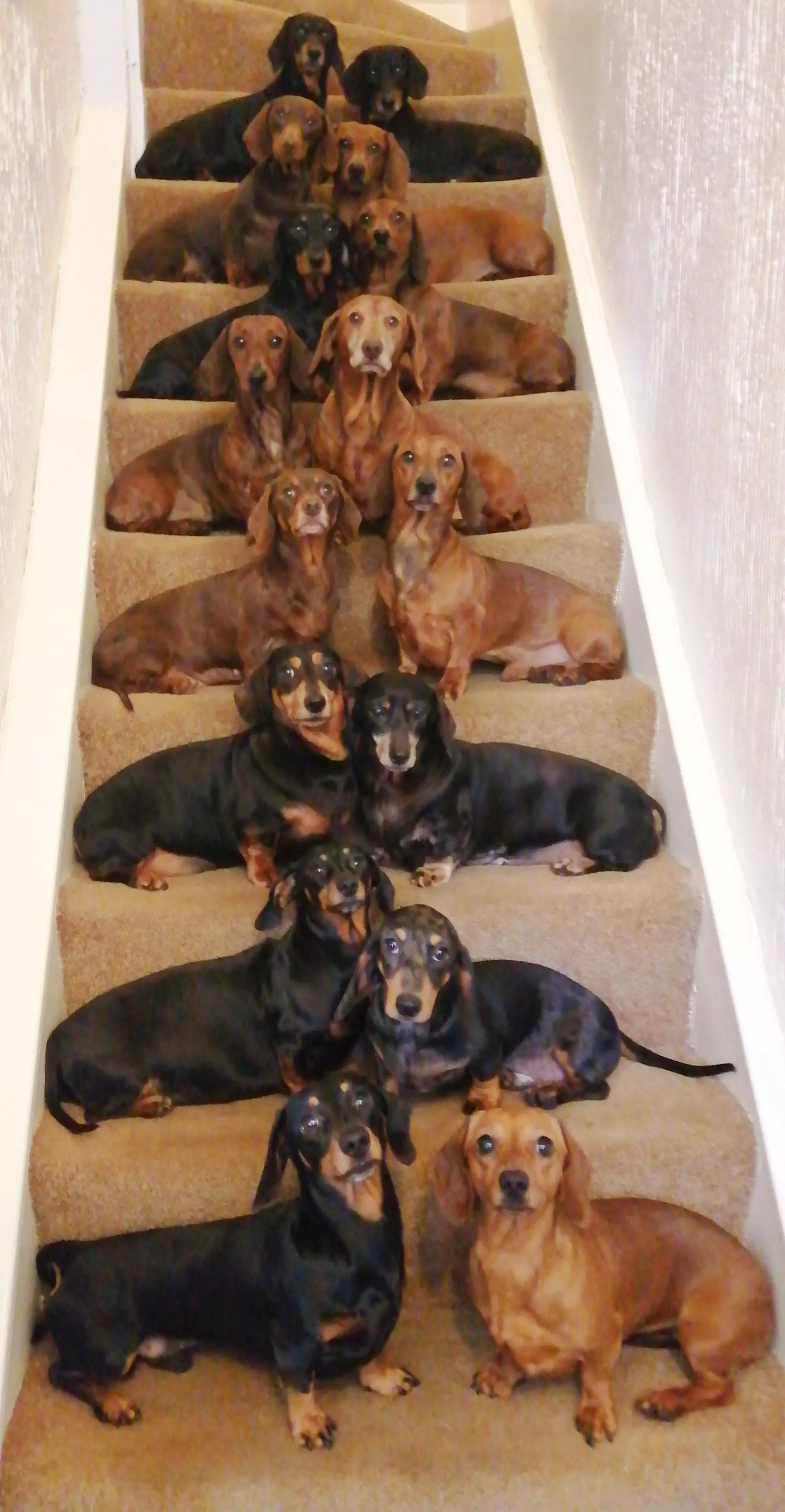The 16 Dachshunds lined up for the snap.