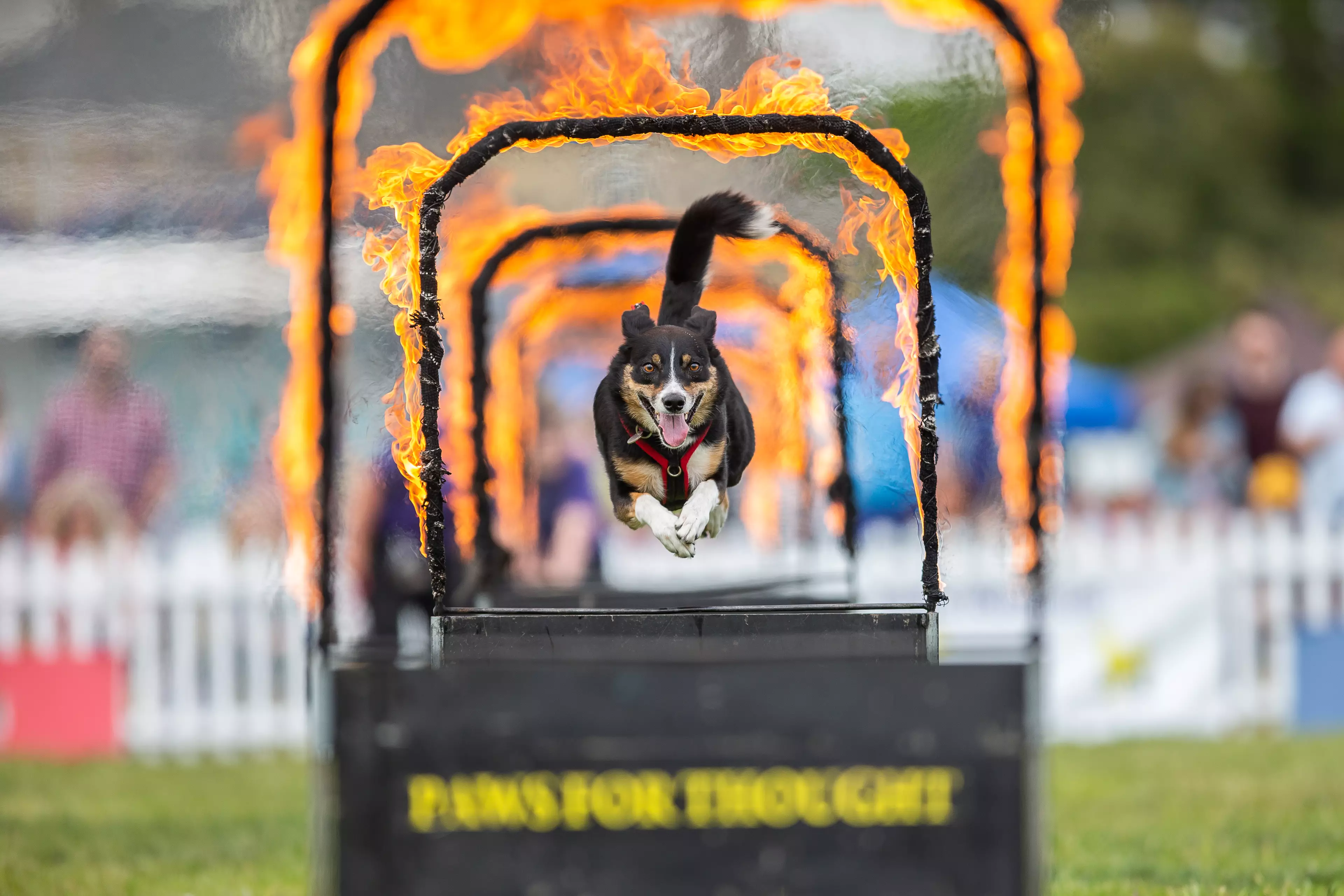Catch dogs leaping through rings of fire at the Dogstival Main Arena (