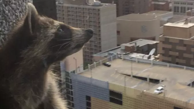 The Raccoon That Scaled A 200ft Building Is Alive And Well