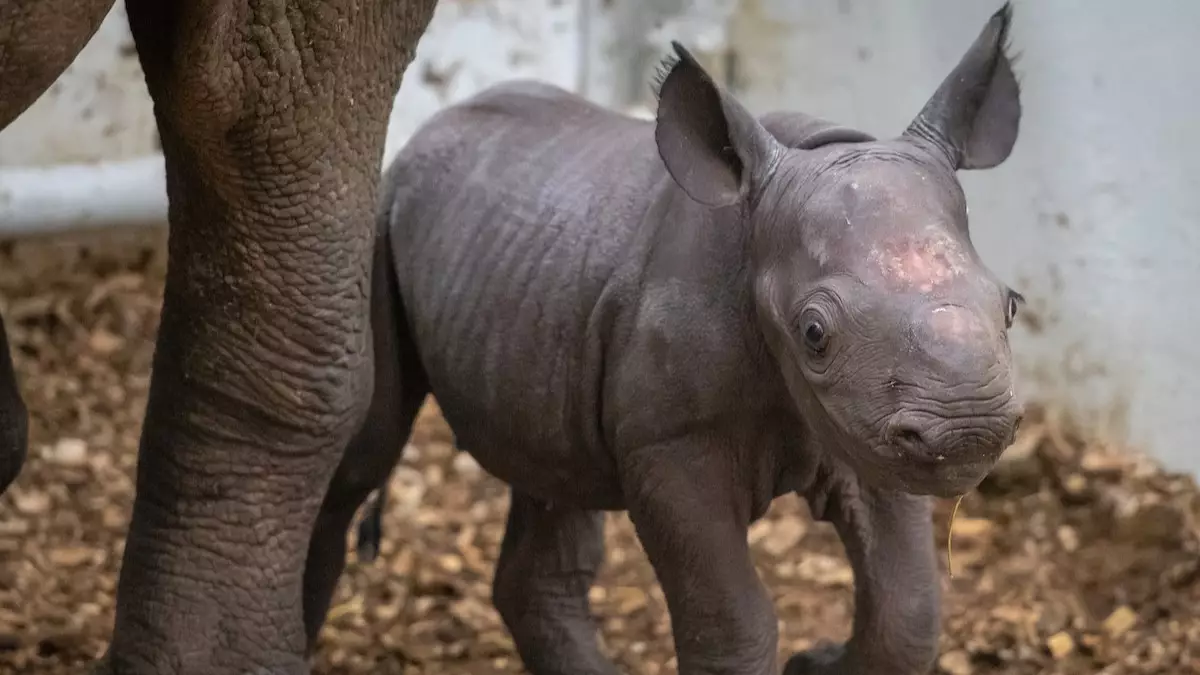 ​Second Eastern Black Rhino Born At Cleveland Zoo