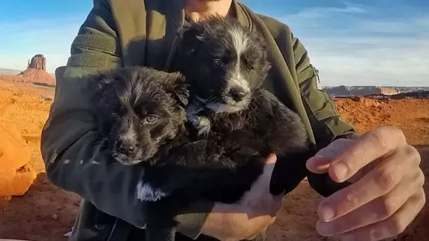 Adventurer Rescues Abandoned Dogs And Travels The US With Them