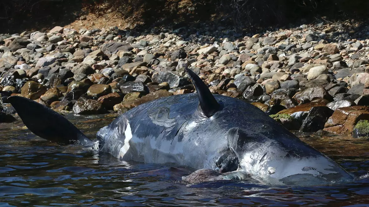 The pregnant whale had 22 kg of plastic in her stomach.