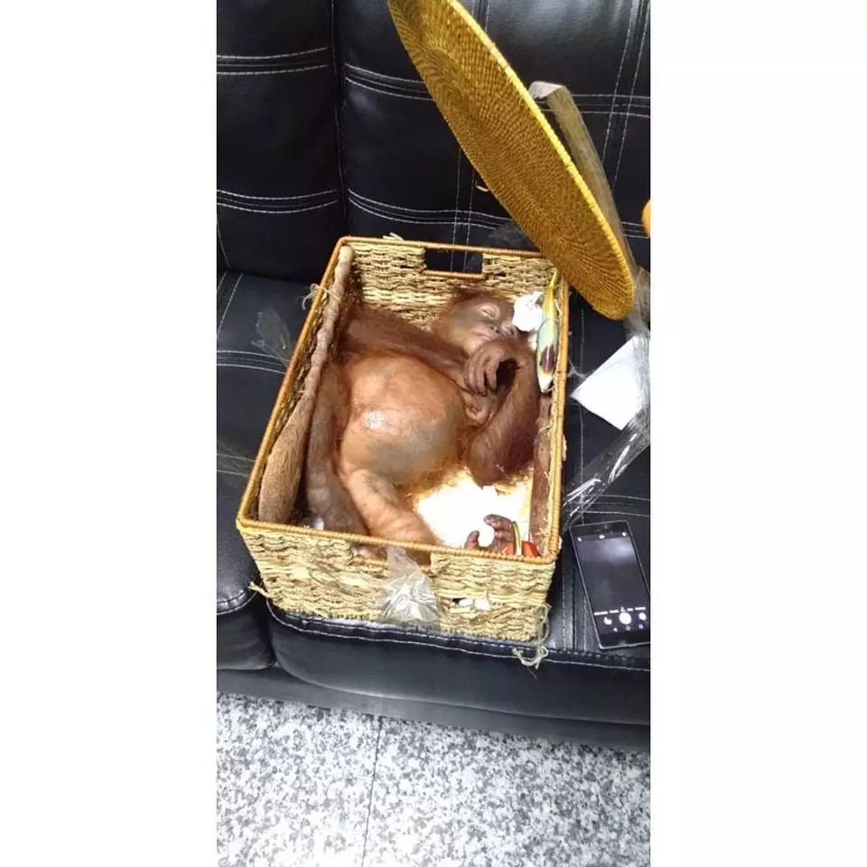 The orangutan had been placed in a basket inside the suitcase.