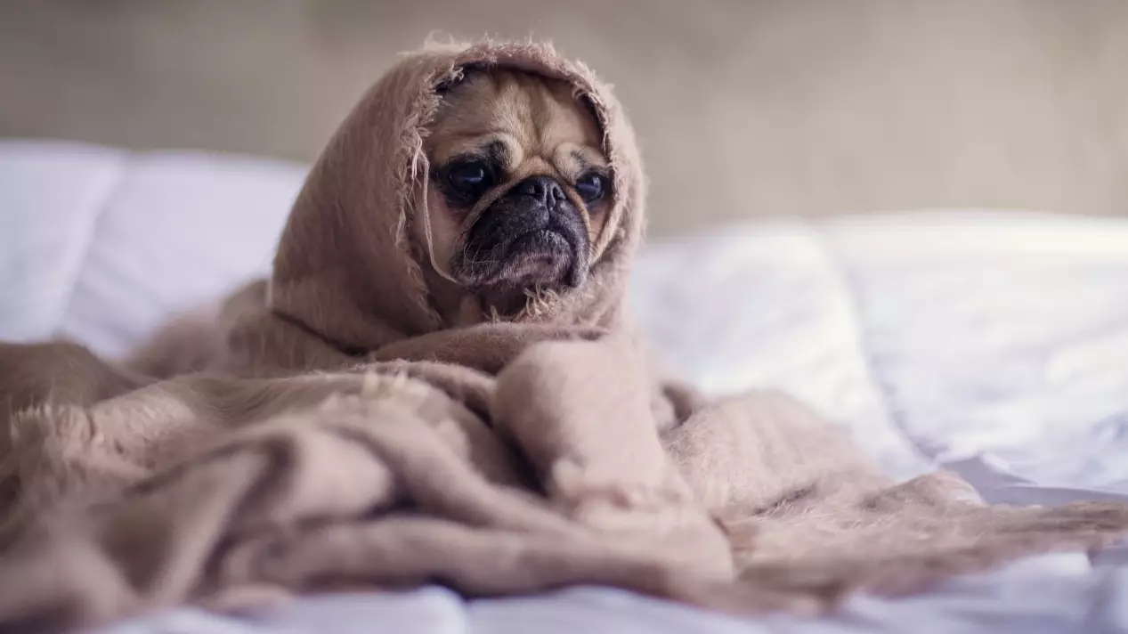 ​These Lidl £4.99 Cushion Slippers Will Keep Your Feet As Snug As A Pug In A Rug This Autumn