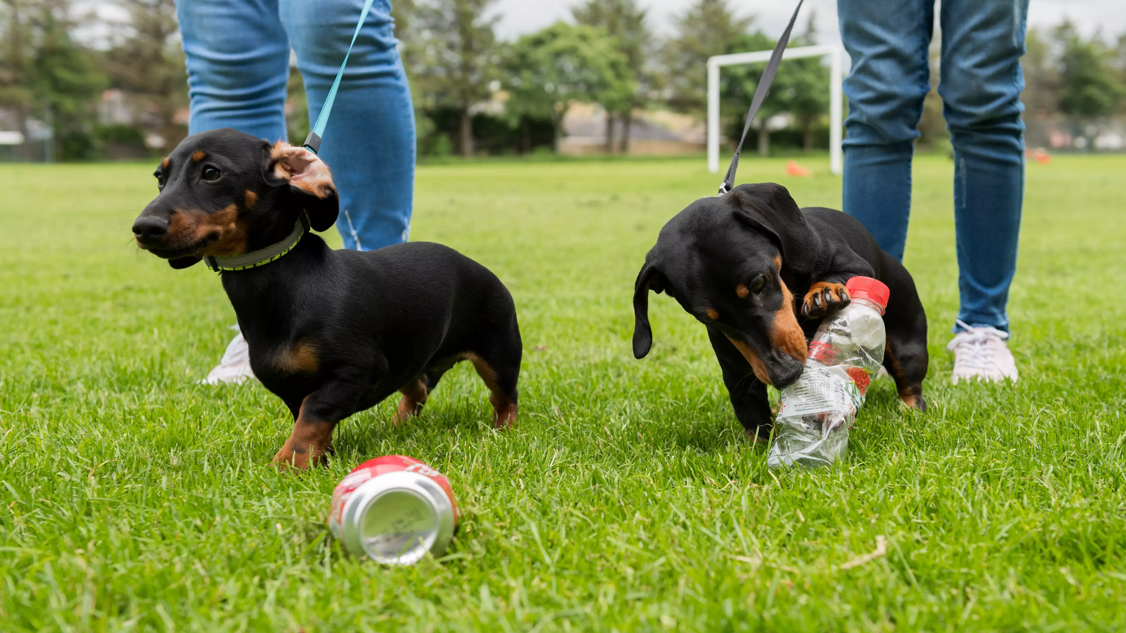 These Adorable Sausage Dogs Are Saving The Environment By Collecting Litter On Their Walks 