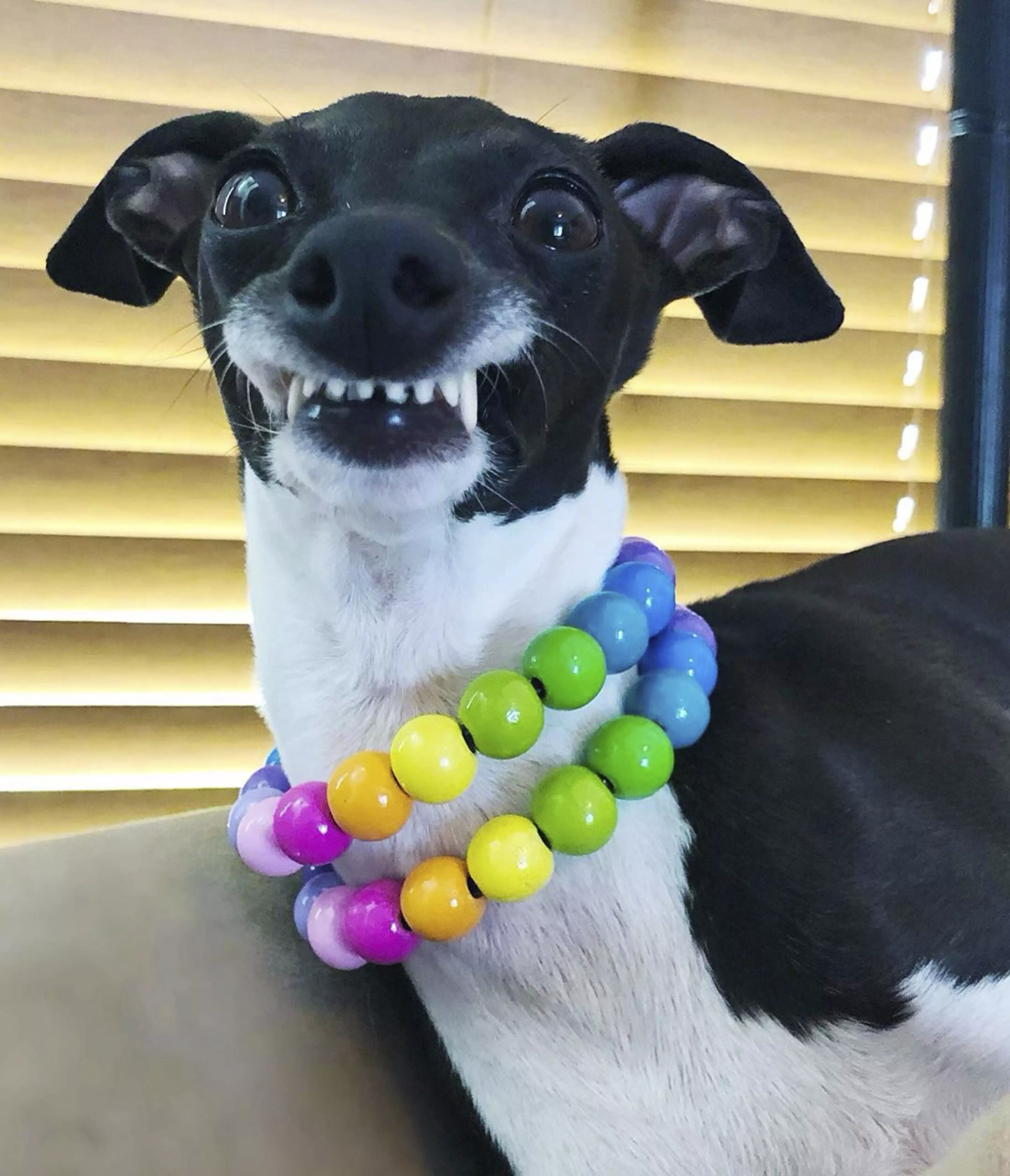 Her owner began sharing photos of her unique smile in 2018 (