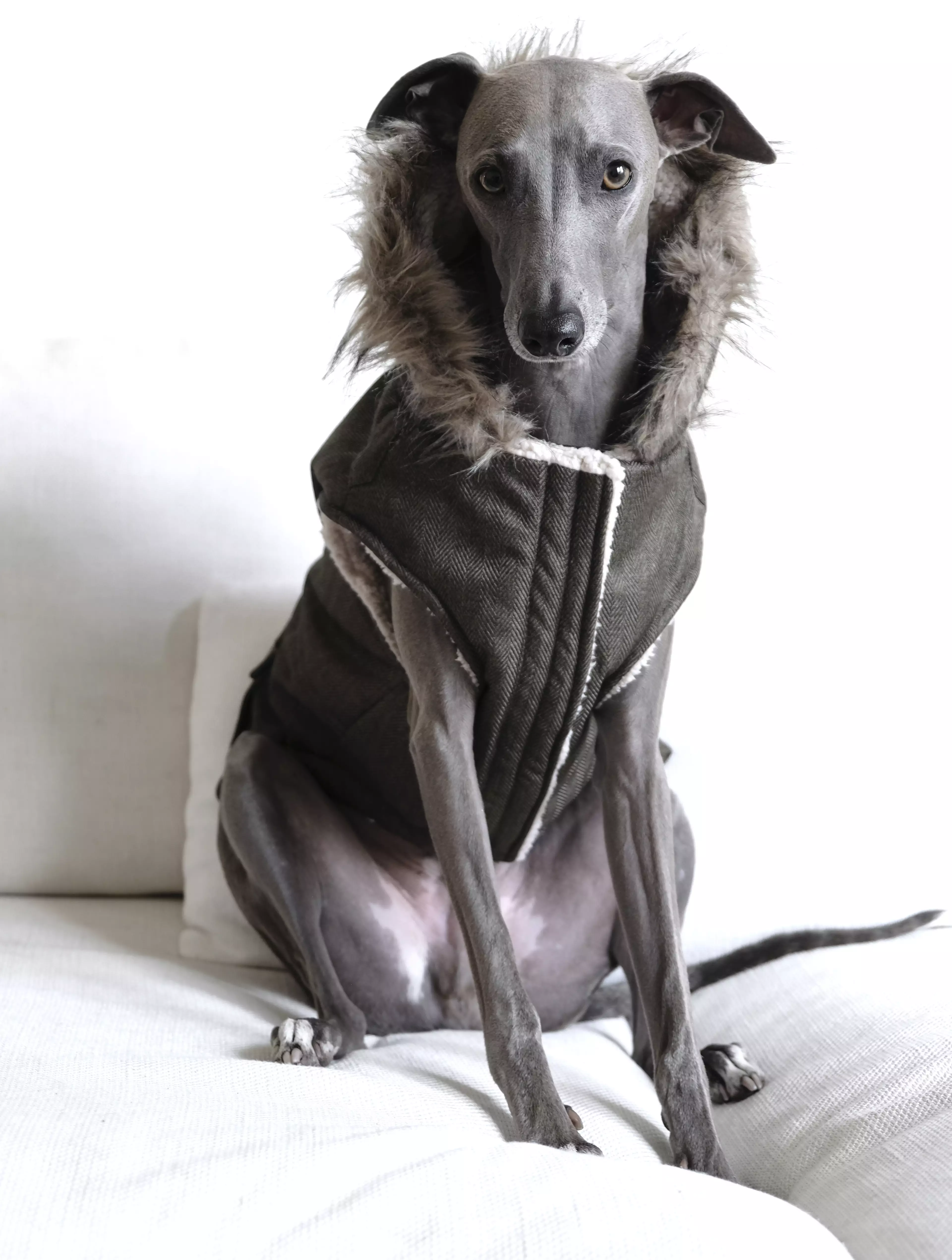 Modelled by adorable pooch Lloyd, the jacket is perfect for frosty Winter mornings (