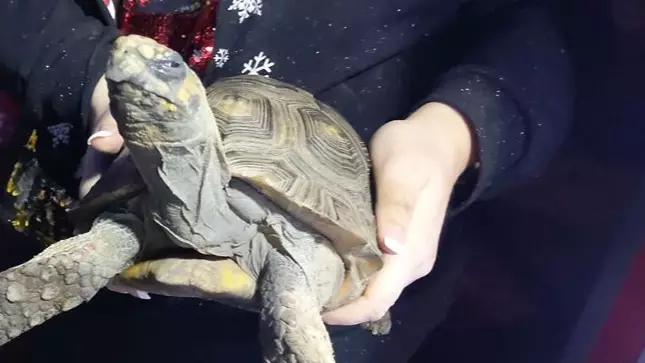Angry Looking Tortoise Rescued After Starting House Fire