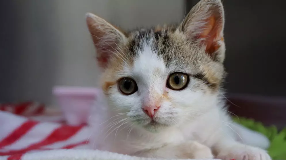 This Adorable 'Wobbly' Kitten Is Looking For A New Home