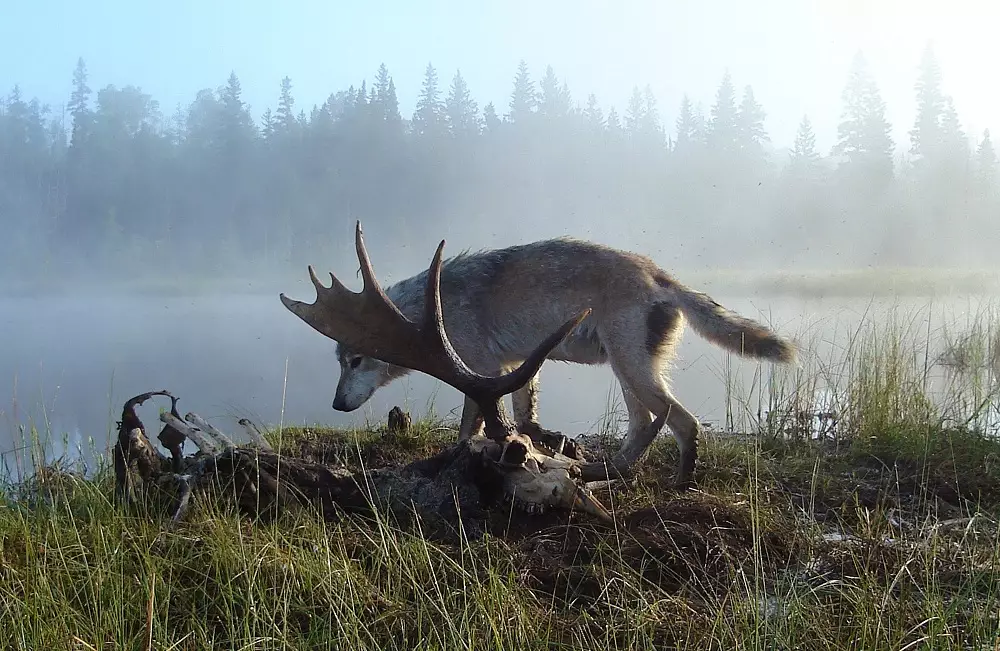 A wolf on the prowl near a moose carcass.