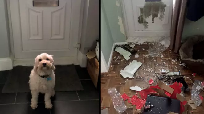 Dog Misses Owner, Chews Massive Hole In Front Door, Causes £1,500 Of Damage