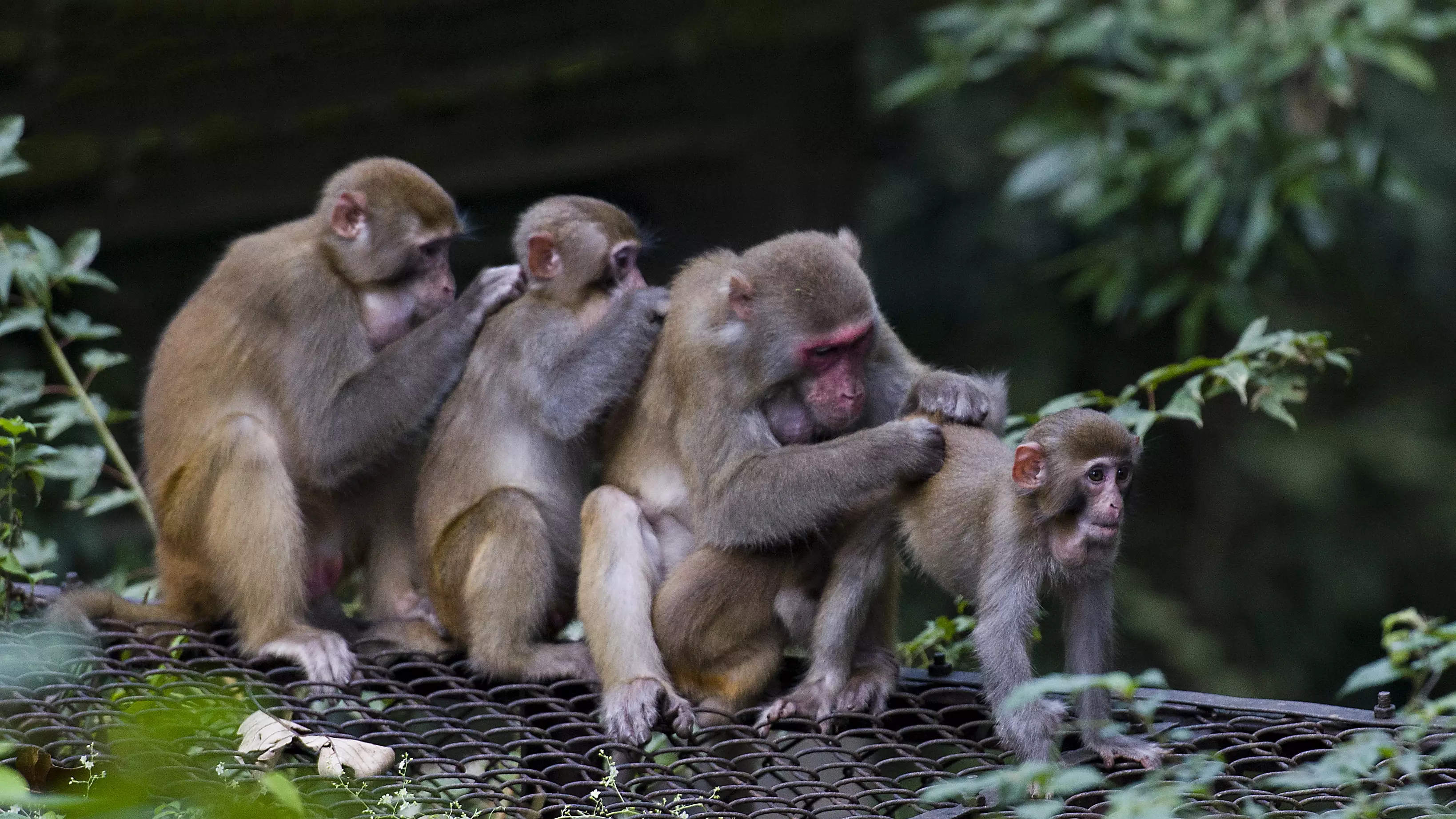 Florida State Park Infested With Monkeys That Carry Sexually Transmitted Infections