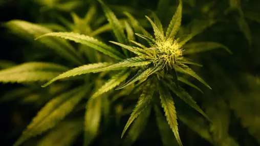 Medical Cannabis To Become Available On UK Prescription Within A Month