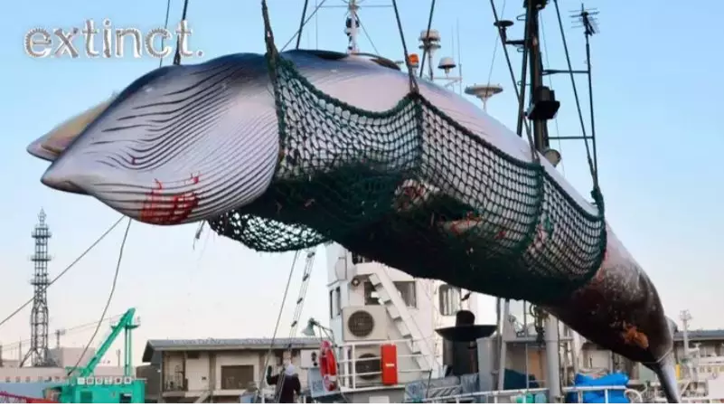 Japan Will Resume Commercial Whaling Today Even Though They Never Actually Stopped