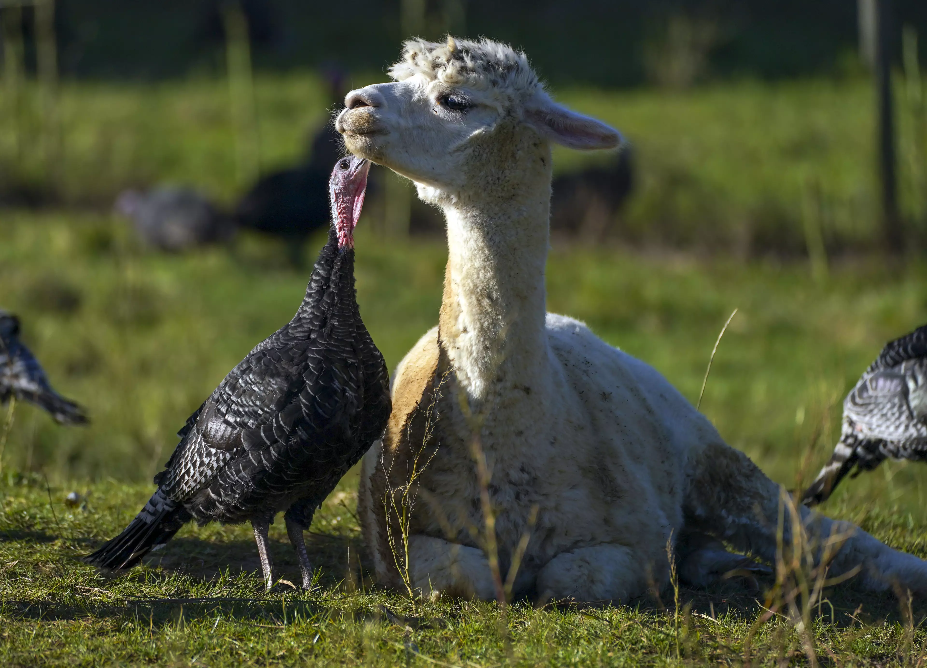 It seems as if the alpacas and the turkeys are getting along just fine!