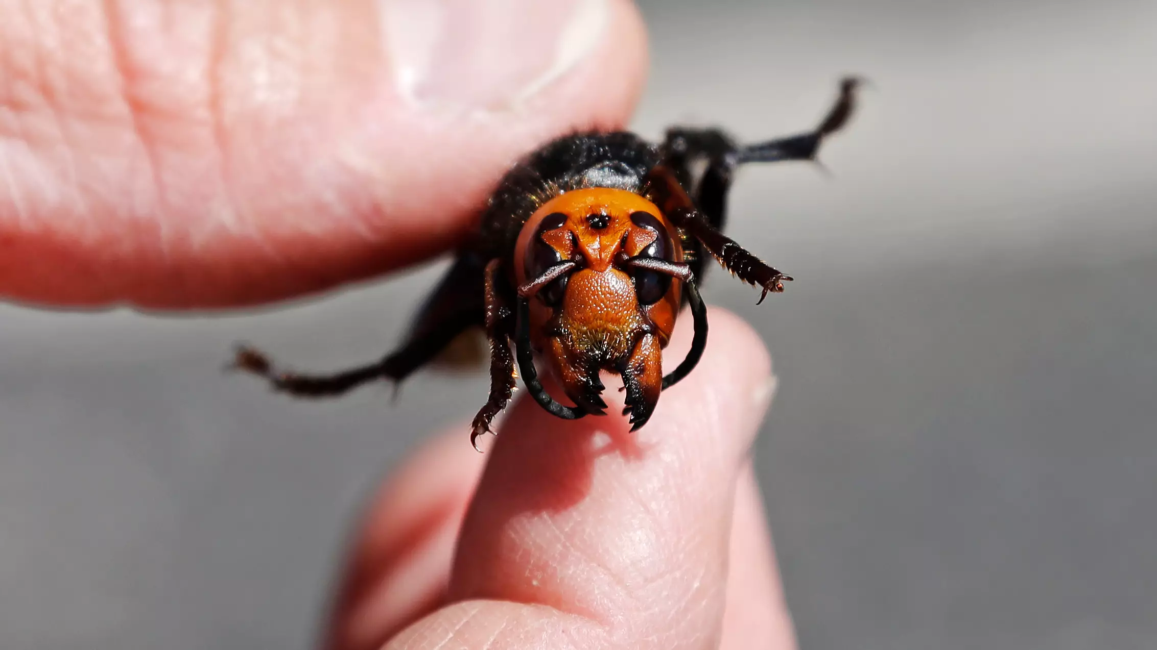 Scientists Are Racing To Capture 'Murder Hornets' Before Their Numbers Increase