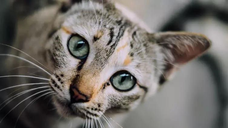 You Can Communicate With Your Cat By Blinking At Them