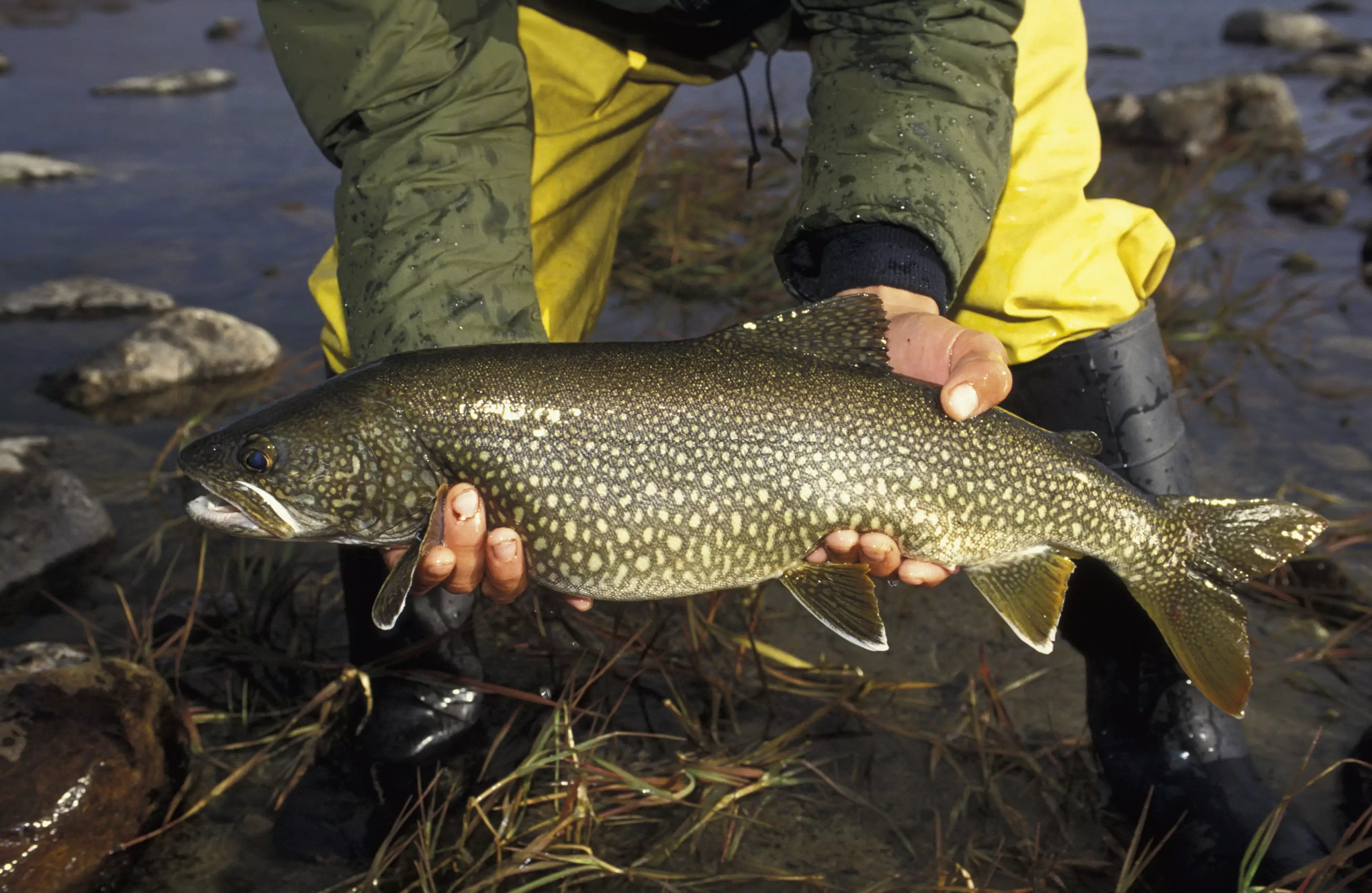 Here's a decent lake trout, for comparison.