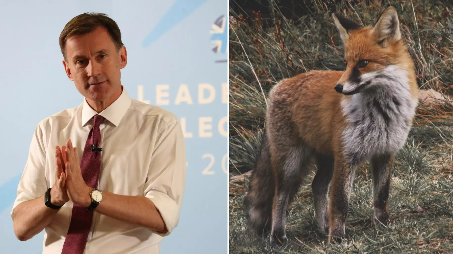 Jeremy Hunt Wants To Bring Back Fox Hunting If He Becomes Prime Minister