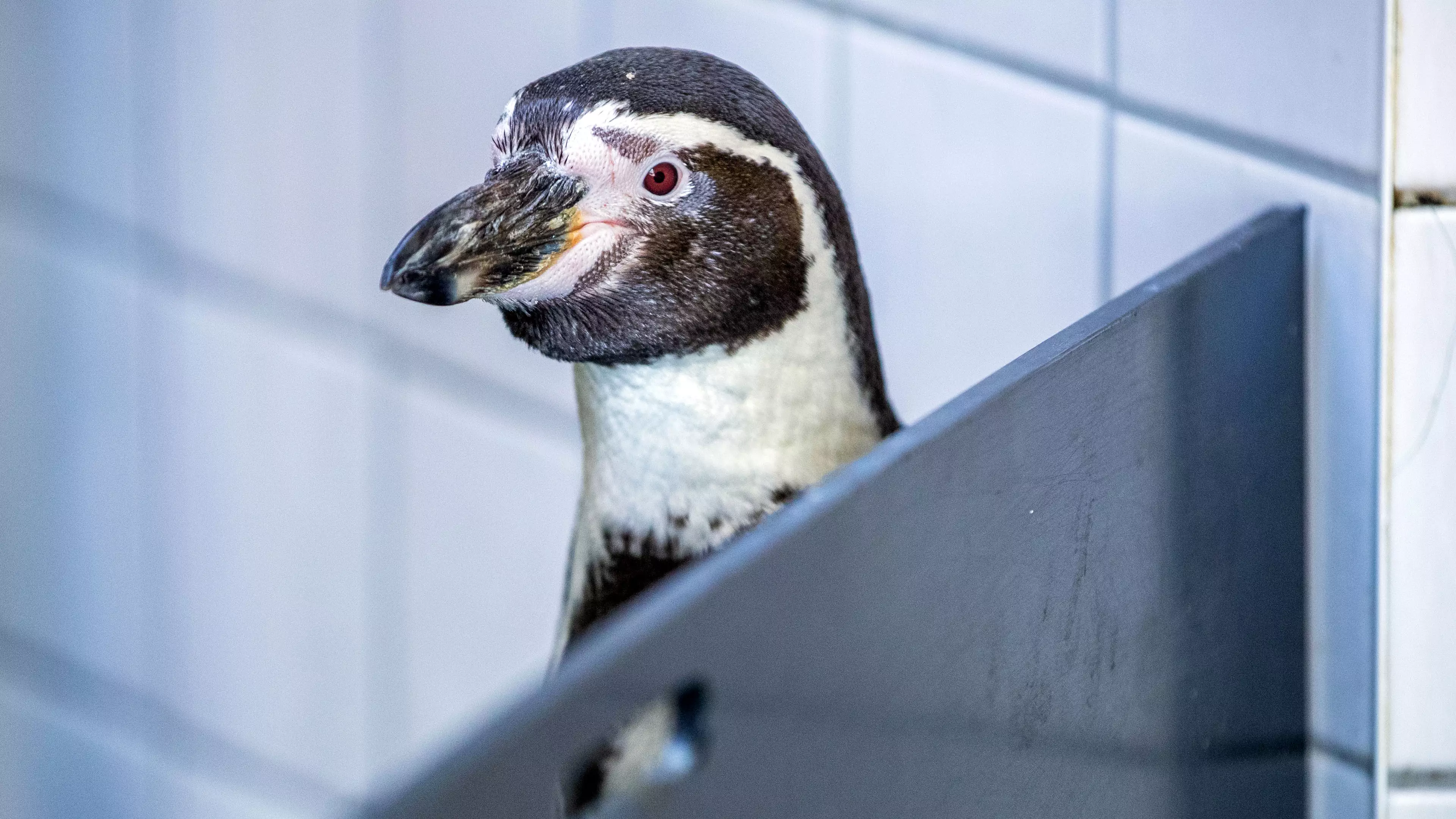 Penguins Can 'Shoot Poo Four Feet Out Of Their Rectums'